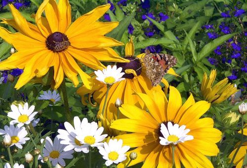 ��te kwiaty rudbekii, bia�e margaretki, motyl i pszczo�a w zielonym ogrodzie