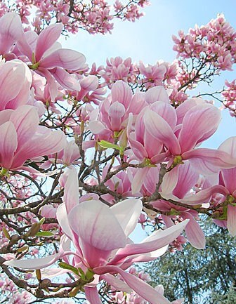 Wiosenne ga��zie drzewa z du�ymi, r�owymi kwiatami magnolii na tle jasnego nieba