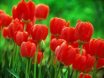Kartka Czerwone tulipany