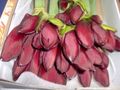 Tulipanki