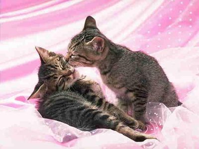 Dwa ma�e, pr�gowane kotki czule tul� si� na tle r�owego, l�ni�cego materia�u
