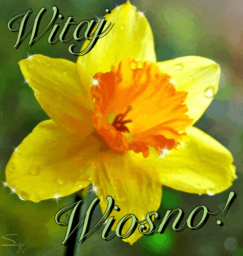 ��ty �onkil z pomara�czowym �rodkiem pokryty kroplami rosy z napisem Witaj Wiosno