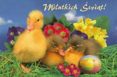 Trzy małe pisklęta, kolorowe kwiaty, pisanka i napis Milutkich Świąt na łące