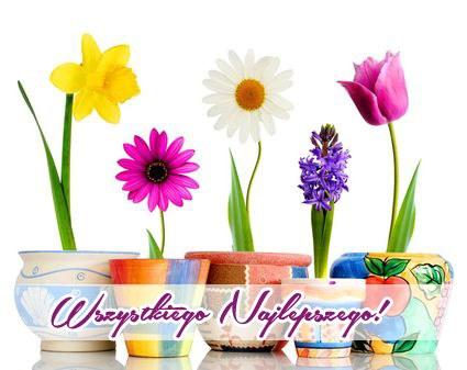 Kolorowe kwiaty w doniczkach na bia�ym tle z napisem Wszystkiego Najlepszego