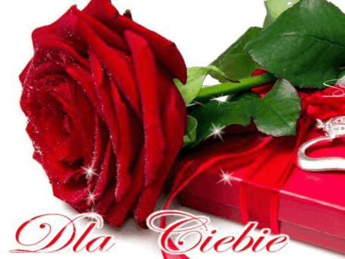 Czerwona r�a z ros� le�y na czerwonym pude�ku prezentowym z napisem Dla Ciebie