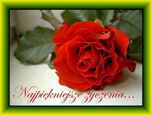 Czerwona r�a z zielonymi li��mi oraz napis Najpi�kniejsze �yczenia w ozdobnej zielonej ramce