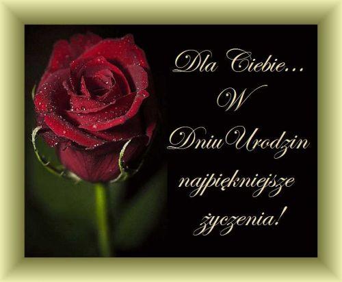 Czerwona r�a z kroplami wody i ozdobny napis �yczenia urodzinowe na czarnym tle