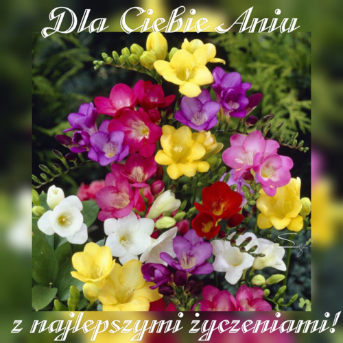 Kolorowy bukiet freesji z napisem Dla Ciebie Aniu i z najlepszymi �yczeniami