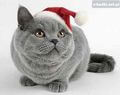 By�e� grzeczny?