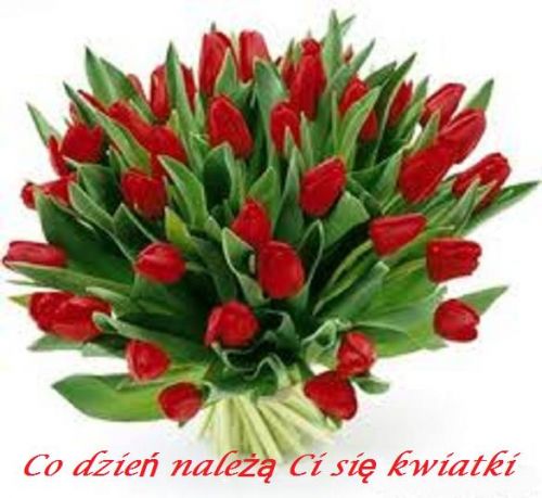 Du�y bukiet czerwonych tulipan�w z zielonymi li��mi oraz czerwony napis Co dzie� nale�� Ci si� kwiatki