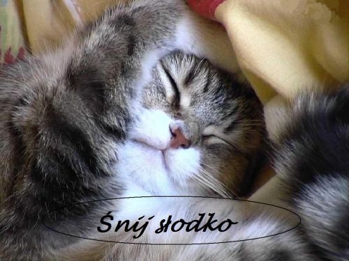 Kartka �nij s�odko koteczku