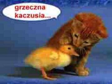 Rudy kot przytula ma�� kaczk�, dymek z napisem grzeczna kaczusia na niebieskim tle