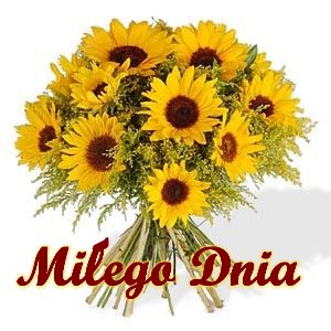 Bukiet ��tych s�onecznik�w z zielonymi dodatkami oraz czerwony napis Mi�ego Dnia