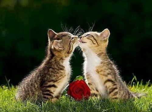 Dwa ma�e kotki siedz� w trawie i w�chaj� czerwon� r��