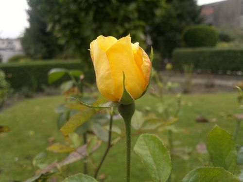 Kartka Roza dla ukochanej