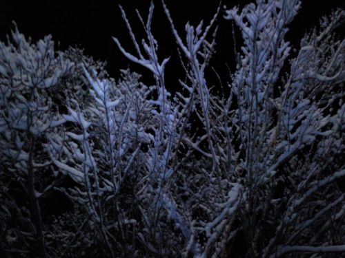 O�nie�one ga��zie drzew noc� na czarnym tle zimowego nieba