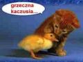 grzeczna kaczusia