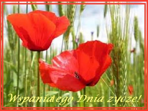 Dwa czerwone maki na ��ce z zielonymi k�osami zb� i napisem Wspania�ego Dnia �ycz�