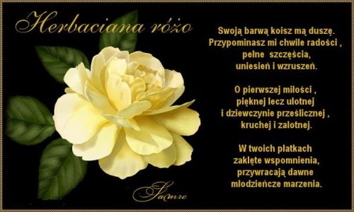 ��ta herbaciana r�a z zielonymi li��mi na czarnym tle z ozdobnym wierszem w kolorze z�ocistym
