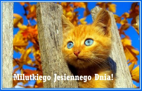 Rudy kot o niebieskich oczach spogl�da zza drewnianego p�otu na tle jesiennych li�ci