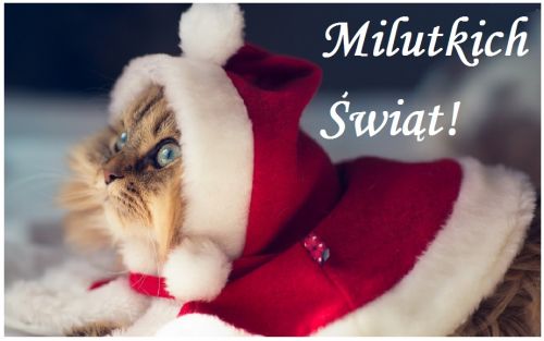 Puszysty kot w czerwonym stroju Miko�aja z napisem Milutkich �wi�t