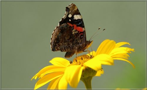 Kartka pi�knie pozdrawiam...