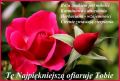Najpiekniejsza Roza dla Ciebie