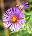 aster