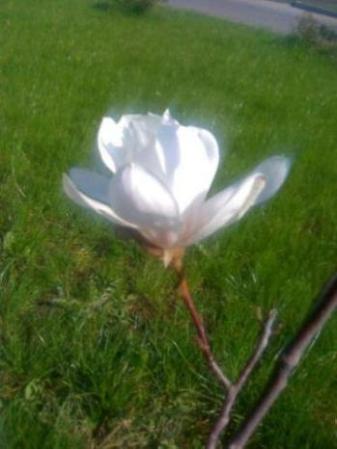 Kartka Dla Umi�owanej