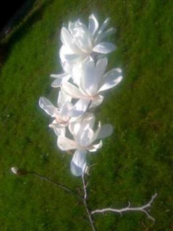 Kartka Niewinne jak Ty