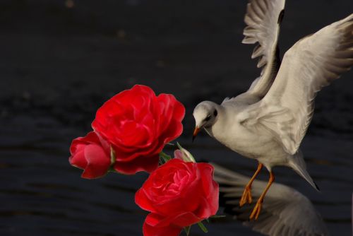 Lij�ca si� mewa z rozpostartymi skrzyd�ami nad ciemn� wod� obok czerwonych r�