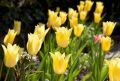 ��te tulipany