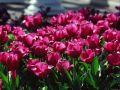 Fioletowe tulipany