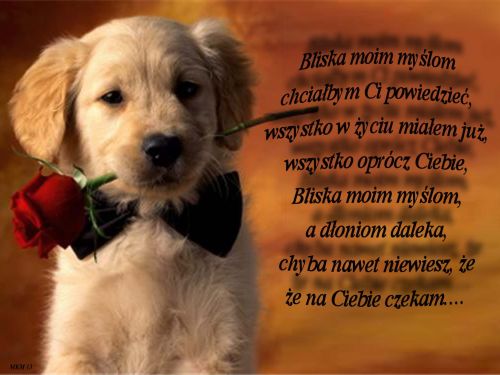 Kartka bliska my�lom