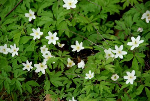 Kartka a po zimie - WIOSNA !