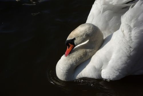 Kartka Witam i pozdrawiam...