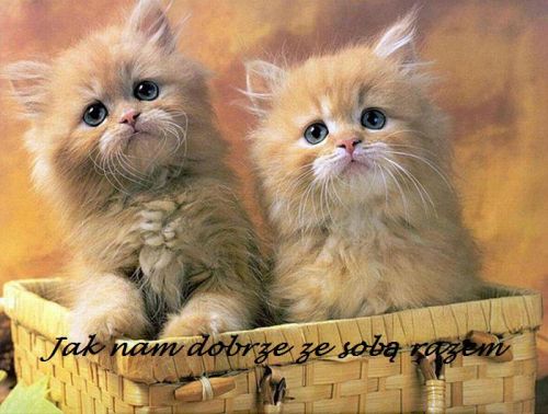 Kartka koci�ta