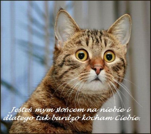 Kartka kocham