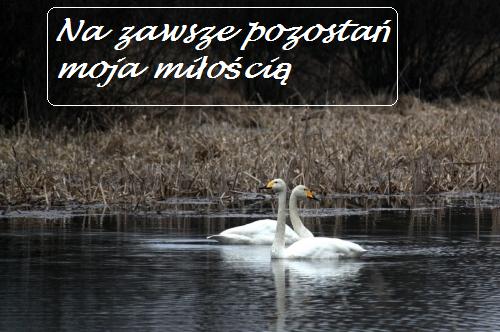 Dwa białe łabędzie na wodzie i napis Na zawsze pozostań moją miłością