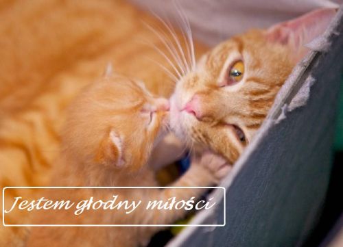 Mały rudy kotek przytula się do dorosłego kota z napisem Jestem głodny miłości