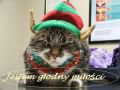 jestem g�odny mi�o�ci