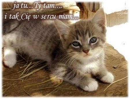 Ma�y szary kotek le��cy na drewnianym pniu z napisem ja tu Ty tam