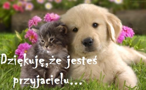 Szczeniak golden retriever i szary kotek siedz� w trawie w�r�d kwiat�w z napisem Dzi�kuj� �e jeste� przyjacielu