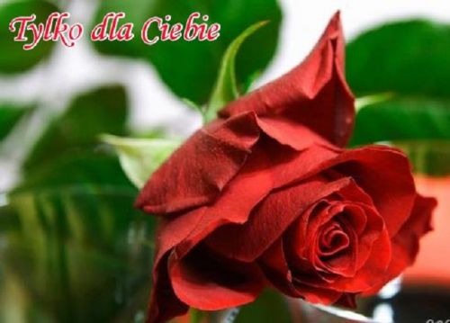 Czerwona r�a z zielonymi li��mi i napis Tylko dla Ciebie w lewym g�rnym rogu
