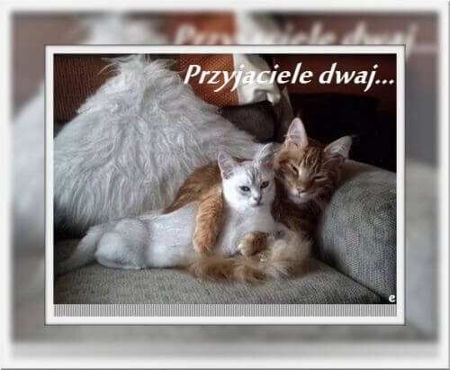 Dwa przytulone koty, bia�y i rudy, le�� na kanapie obok puszystej poduszki z napisem Przyjaciele dwaj
