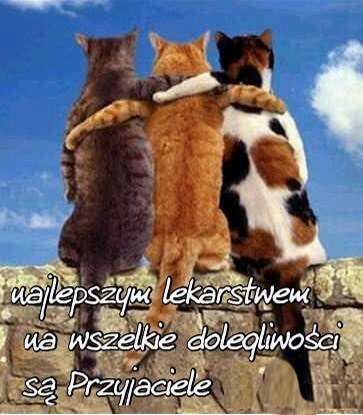 Trzy koty obejmuj� si� na murku, pod b��kitnym niebem, z napisem o przyja�ni