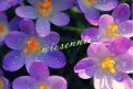 wiosenne pozdrowienia 