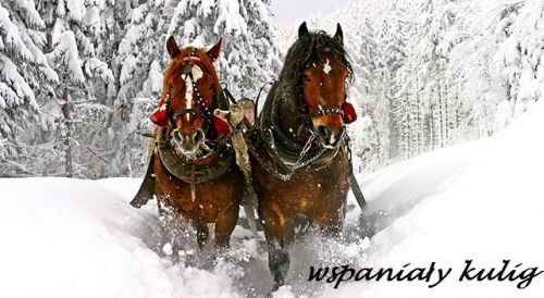 Kartka kulig