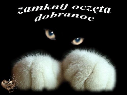 Czarny kot z jasnymi oczami i bia�ymi �apkami oraz napis zamknij oczy dobranoc