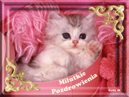 Puszysty, szaro-bia�y kotek le�y w r�owym pude�ku w�r�d k��bk�w we�ny, z napisem Milutkie Pozdrowienia